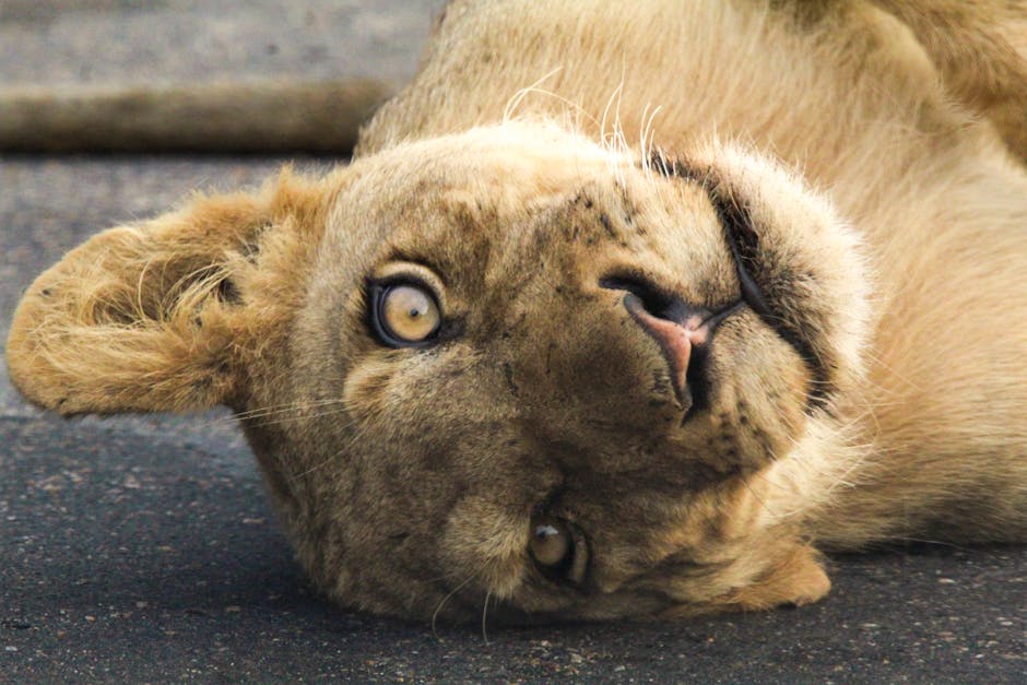 Lion dans le parc Kruger Afrique du Sud — eSIM et connexion safari