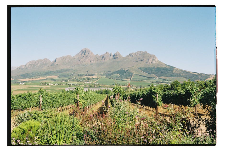 Vignobles de Stellenbosch Afrique du Sud — eSIM et route des vins
