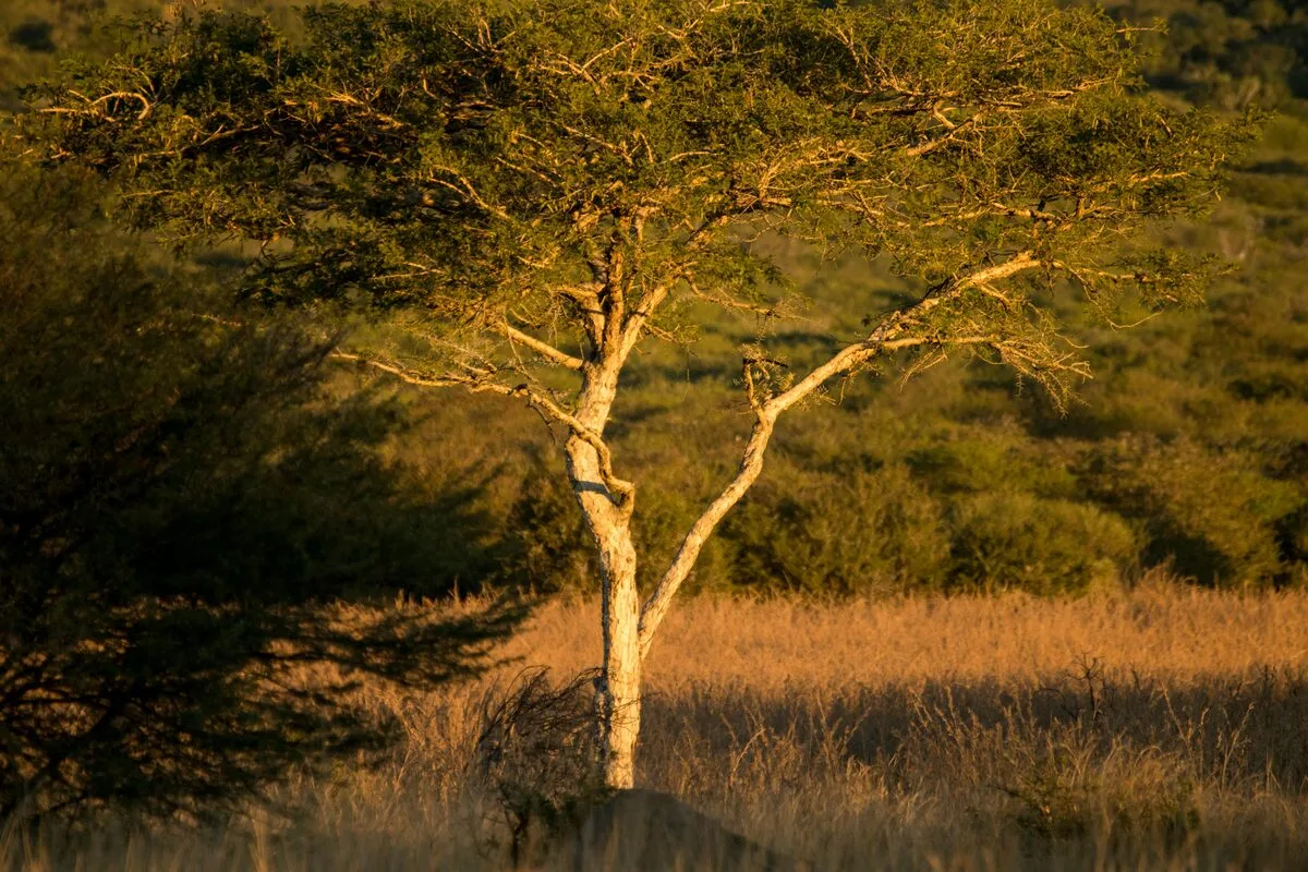Safari en Afrique de l'Est : girafe dans la savane