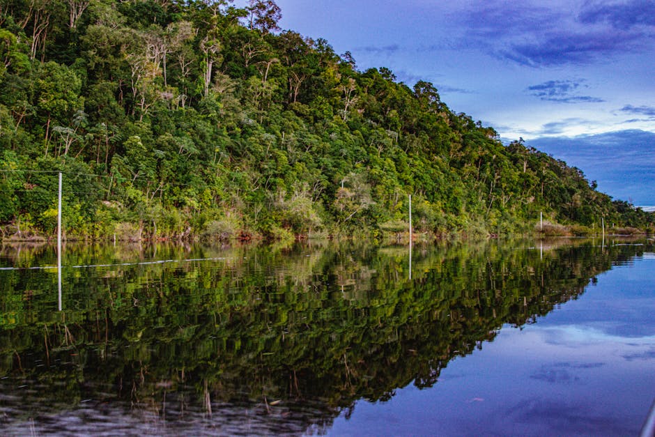 Forêt amazonienne Brésil — eSIM et connexion dans l'intérieur du Brésil
