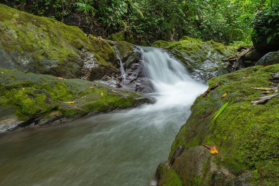 Jungle Costa Rica — meilleure eSIM pour le circuit