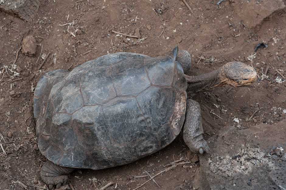 Tortue géante Galápagos Équateur — eSIM et connexion dans l'archipel Darwin