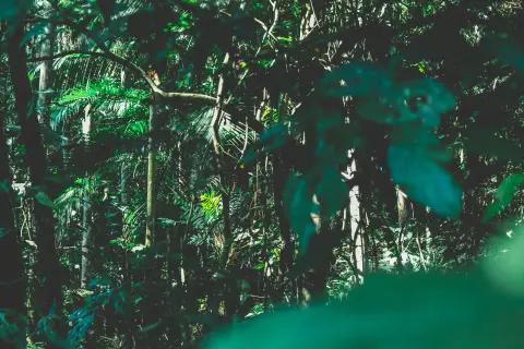 Guyane française