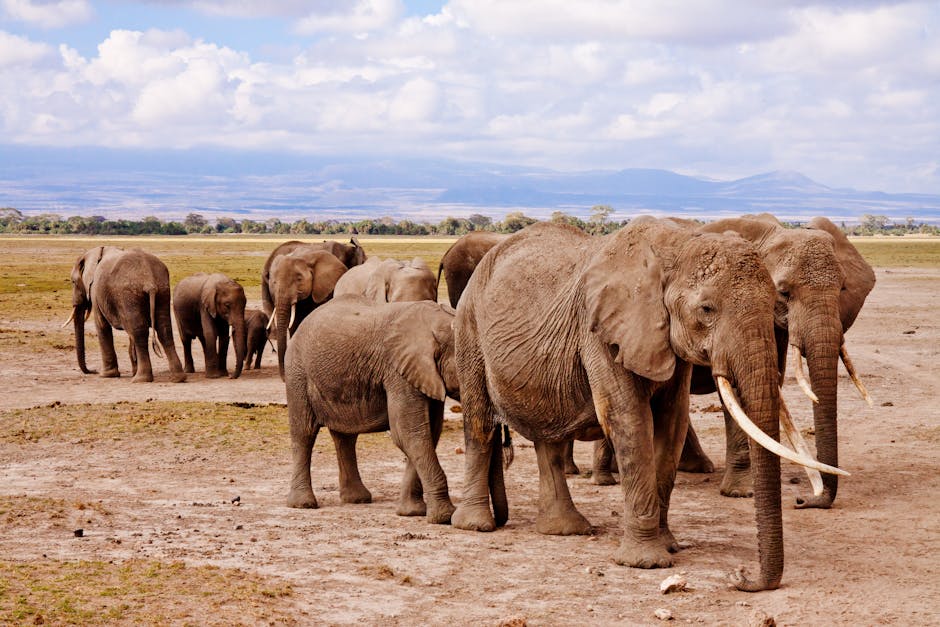 Éléphants Amboseli Kenya — couverture réseau 4G