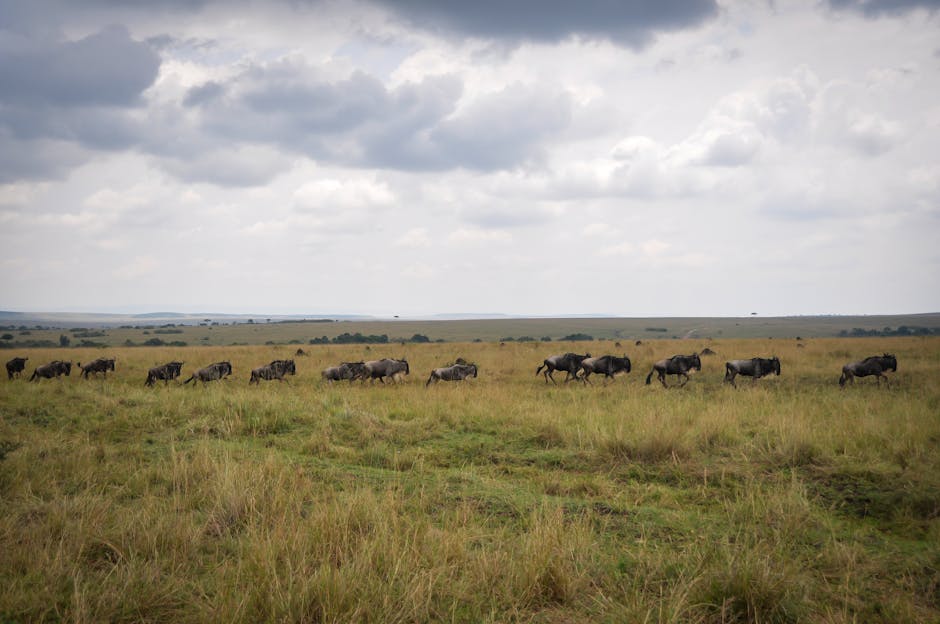 Grande migration Masai Mara Kenya — meilleure eSIM pour le circuit