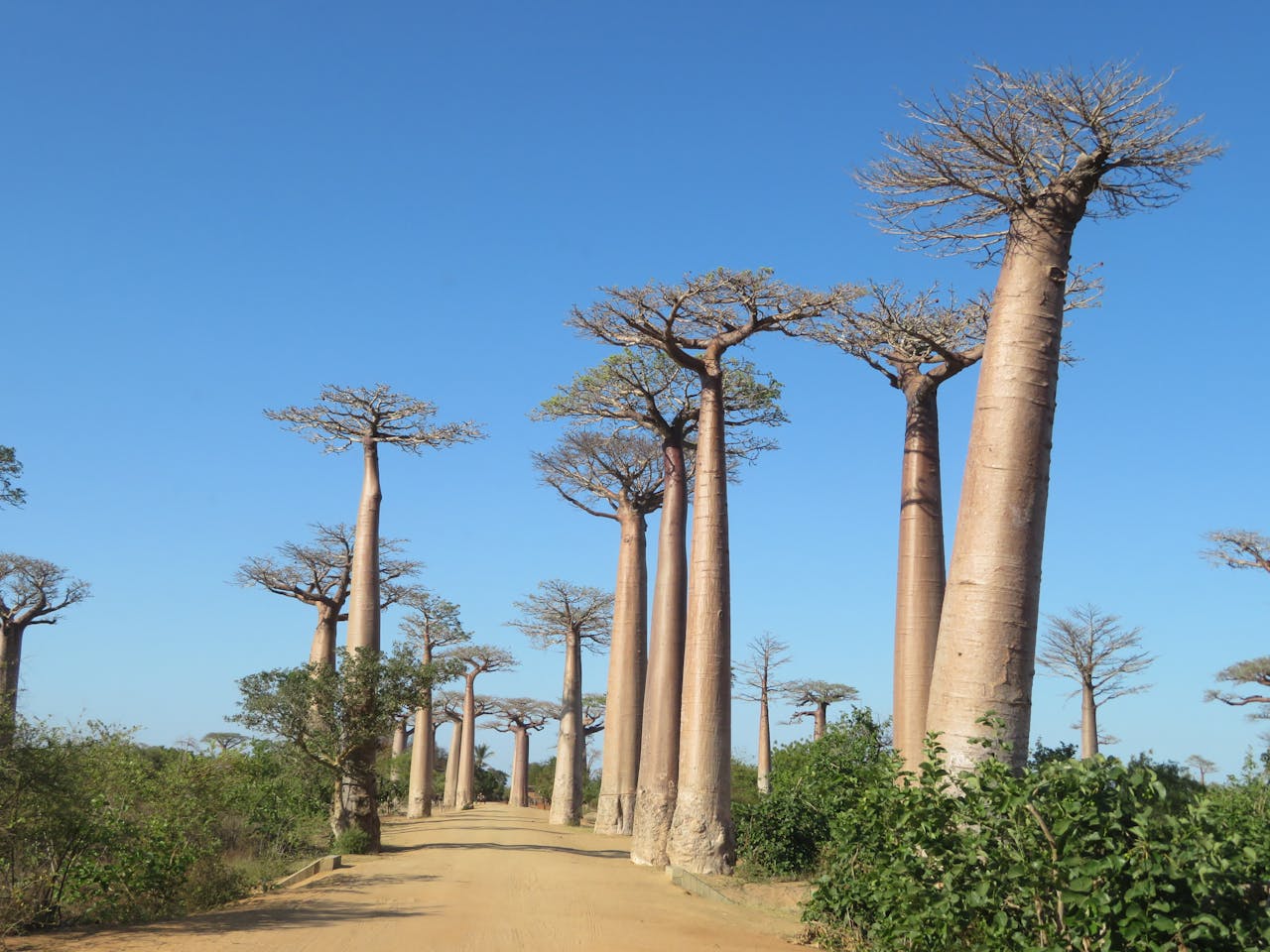 Allée des baobabs à Madagascar au coucher du soleil