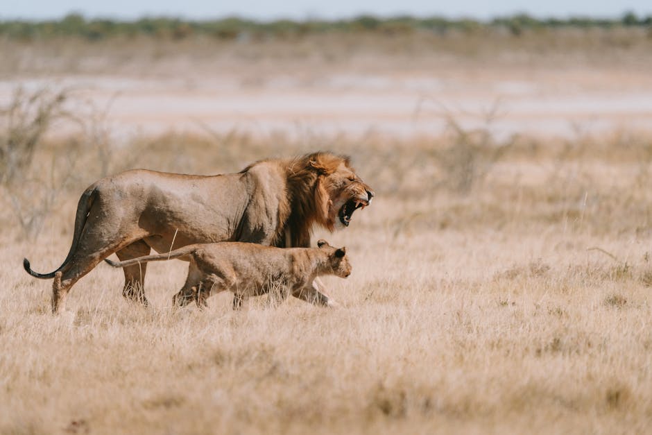 Etosha lions Namibie — meilleure eSIM pour le self-drive