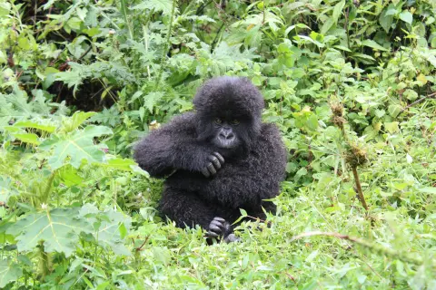 Rwanda