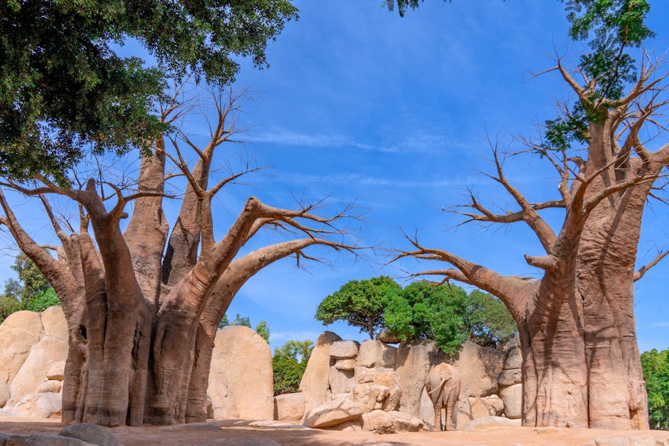 Paysage du Sénégal — couverture réseau 4G mobile