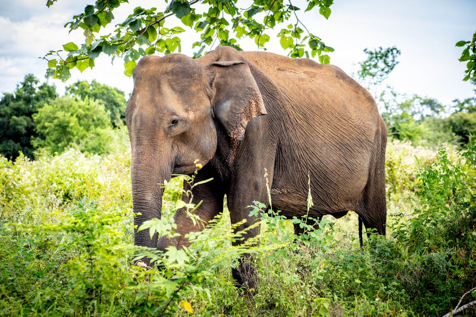 Éléphants d'Udawalawe Sri Lanka — eSIM et connexion dans les parcs nationaux