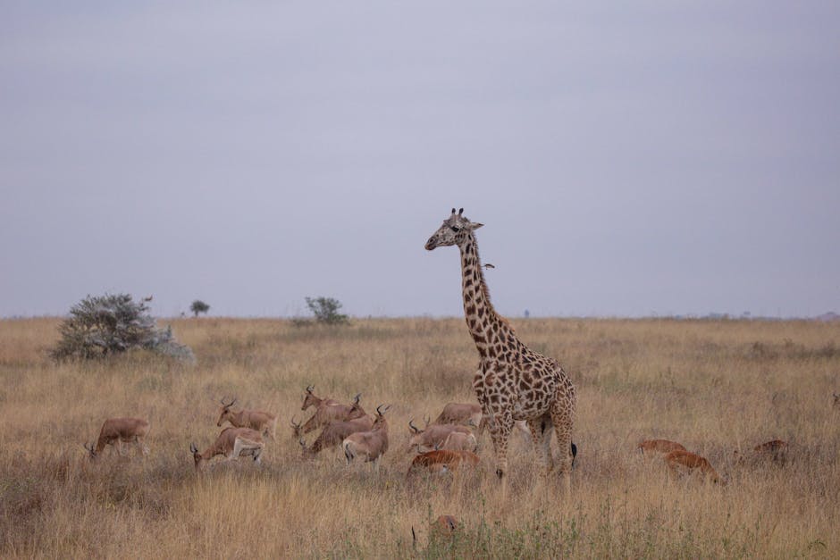 Safari Serengeti Tanzanie — meilleure eSIM pour le circuit