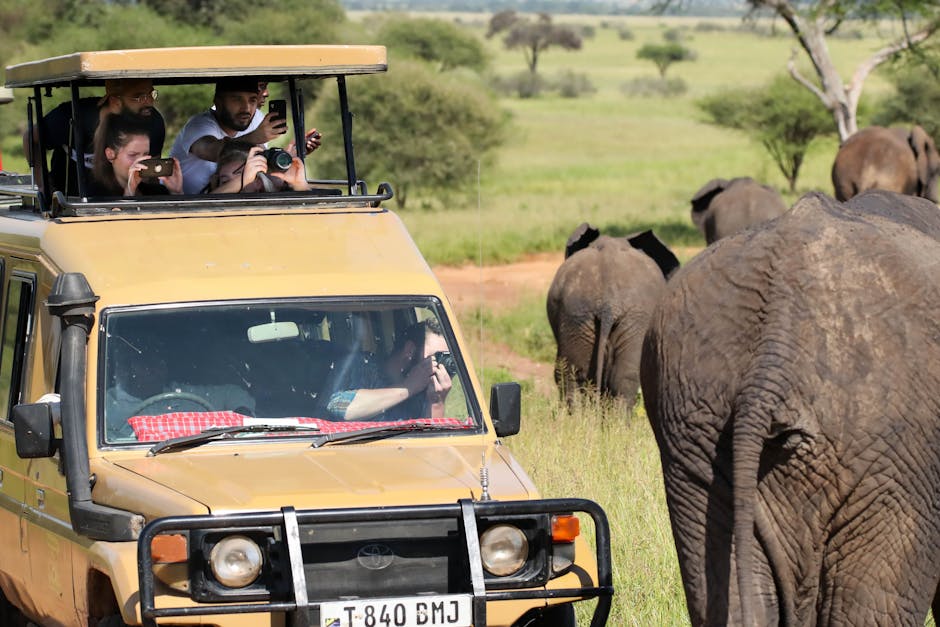 Smartphone en safari Tanzanie — activation eSIM Tanzanie