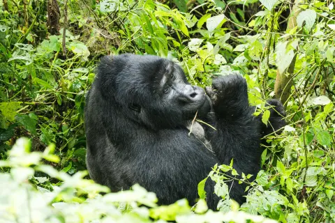 Ouganda