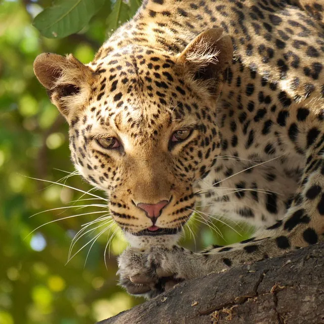 Comparatif eSIM Botswana